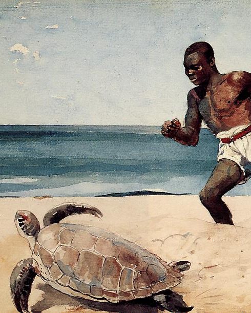 tortue!